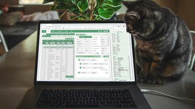 Cat watches QPro Lite on laptop